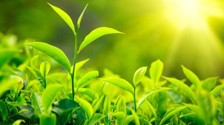 nature-macro-tea-leaves_1207917026